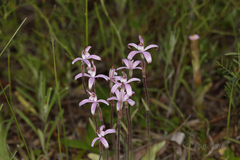 Caladenia hirta rosea