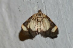 Heliomata cycladata