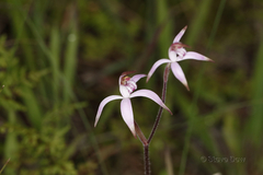 Caladenia hirta rosea