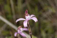 Caladenia hirta rosea