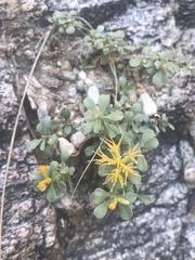 Ericameria cuneata