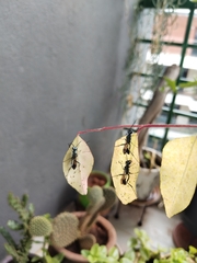 Chalybion bengalense