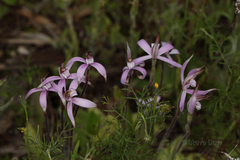 Caladenia hirta rosea