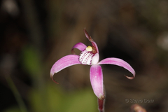 Caladenia hirta rosea