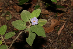Solanum densevestitum