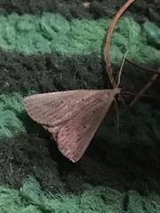 Macrochilo louisiana