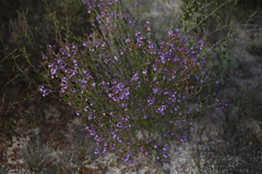 Calytrix leschenaultii