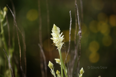 Ptilotus polystachyus