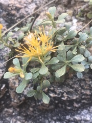 Ericameria cuneata