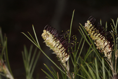 Grevillea hookeriana