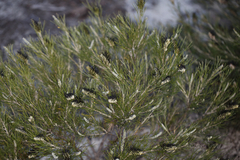 Grevillea hookeriana
