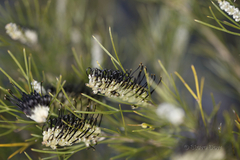 Grevillea hookeriana