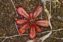 Drosera bulbosa
