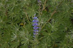 Lupinus cosentinii