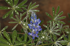 Lupinus cosentinii