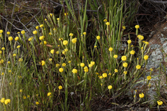 Podotheca angustifolia