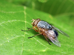 Calliphora dubia