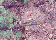 Dasymutilla erythrina