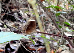 Mycalesis anaxias