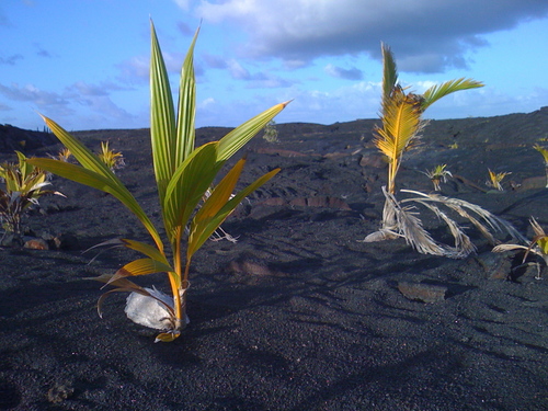 Cocos nucifera iNat (1)