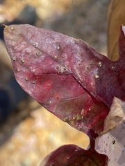 Neuroterus tantulus