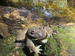 Quasipaa exilispinosa