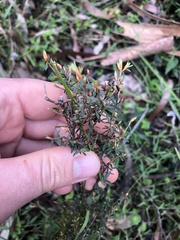 Pultenaea reflexifolia