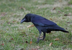 Corvus macrorhynchos japonensis