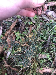 Pultenaea reflexifolia