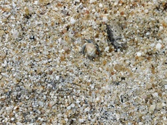 Coenobita compressus