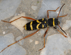 Clytus arietis