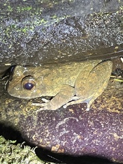 Quasipaa exilispinosa