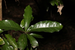 Beilschmiedia obtusifolia