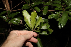 Beilschmiedia obtusifolia