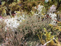 Cladonia crispata