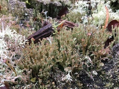 Cladonia crispata