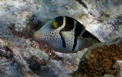 Canthigaster valentini