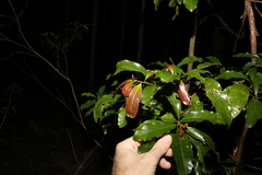 Beilschmiedia obtusifolia