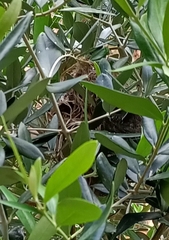 Acanthiza inornata