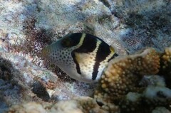 Canthigaster valentini