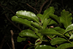 Beilschmiedia obtusifolia