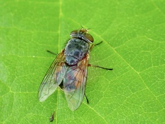 Calliphora augur