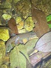 Oreonectes platycephalus