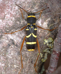 Clytus arietis