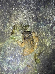 Quasipaa exilispinosa