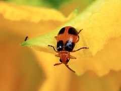 Aulacophora hilaris