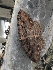 Triphosa haesitata