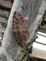 Triphosa haesitata