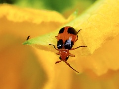 Aulacophora hilaris