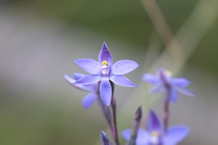 Thelymitra × truncata